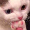 crazycat_png